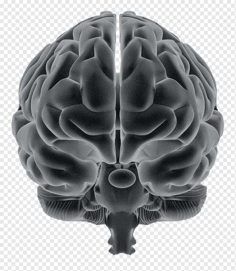 Brain sense. Мозг человека анфас. Мозг вид спереди.