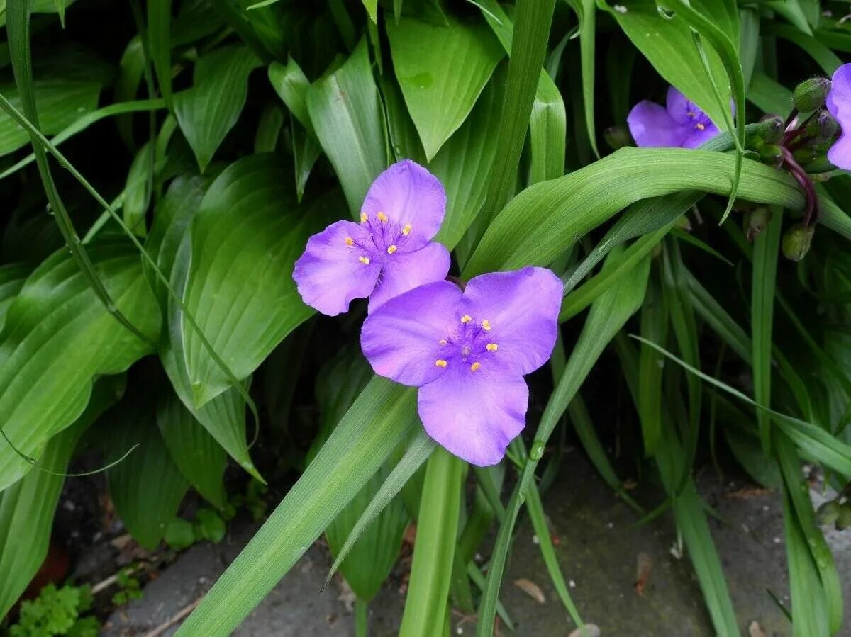 Традесканция уход и выращивание. Традесканция виргинская Tradescantia virginiana. Традесканция Арендса. Традесканция Садовая синяя. Традесканция виргинская Садовая.