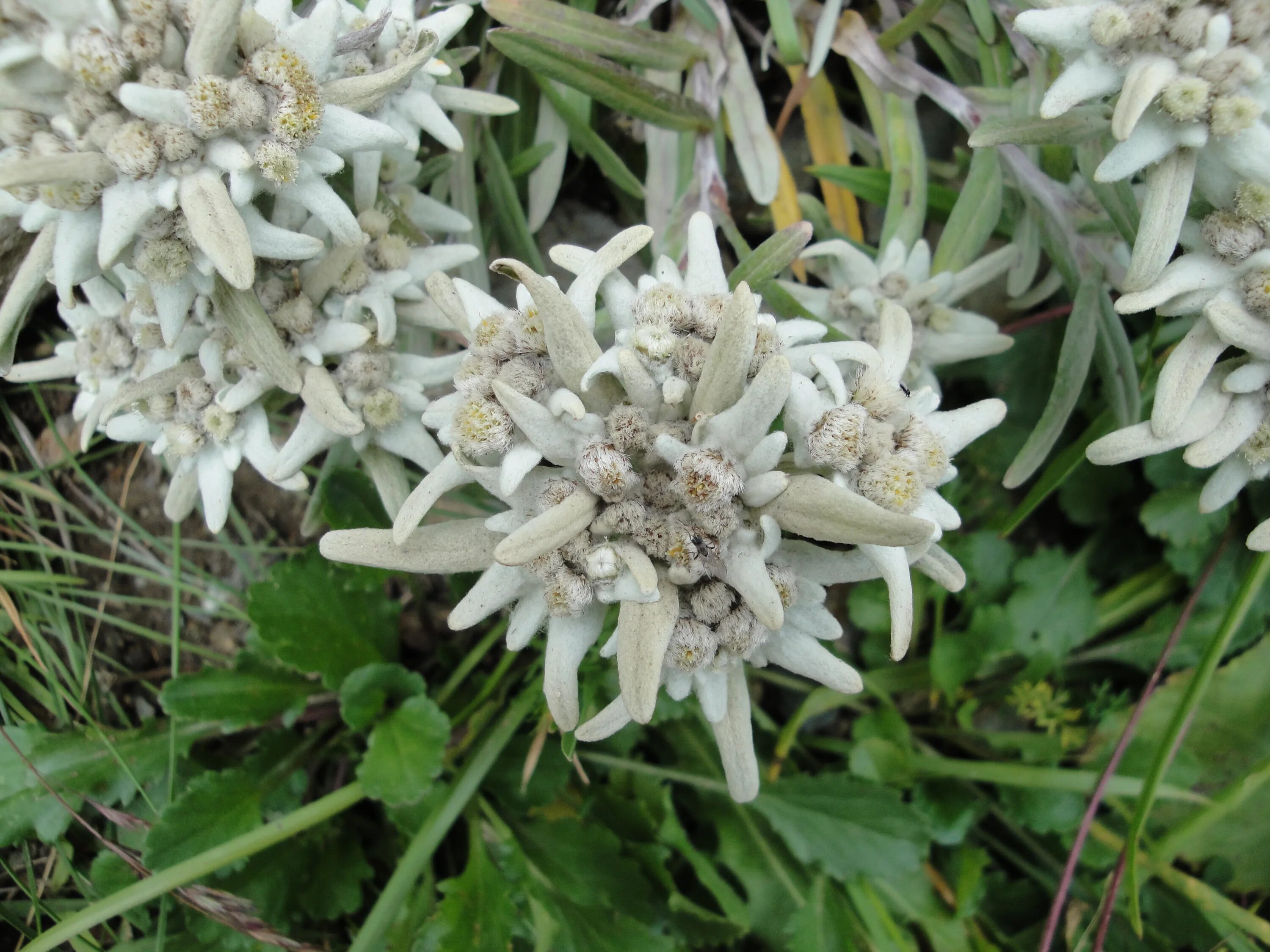 Эдельвейс Альпийский. Leontopodium stracheyi. Leontopodium alpinum. Эдельвейс Вануаз.