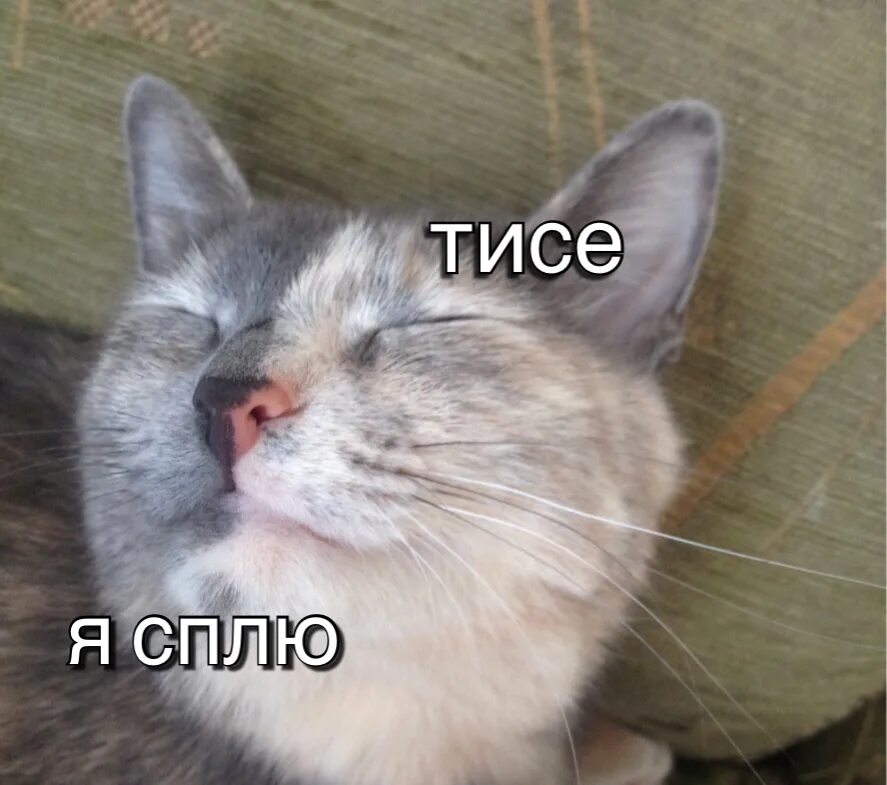 Я тут буду спать. Тише я сплю. Мемы со спящими котами. Я сплю Мем кот.