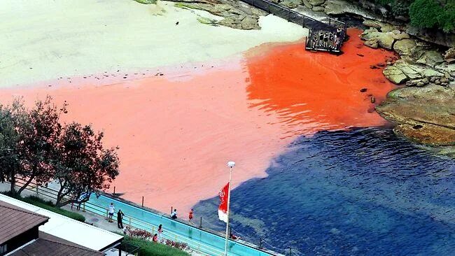 Водоросли красного моря. Водоросли красный прилив. Динофлагелляты красный прилив. Водоросли красный прилив. Красные приливы в мировом океане.