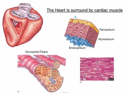 Myocardium латынь