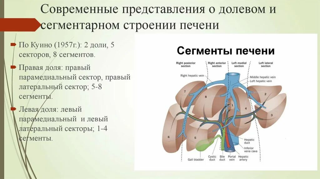 Укажите доли печени. Строение печени сегменты. Печень деление на доли сегменты сектора схема. Строение печени анатомия доли. Строение печениctuvtynfhyjt.