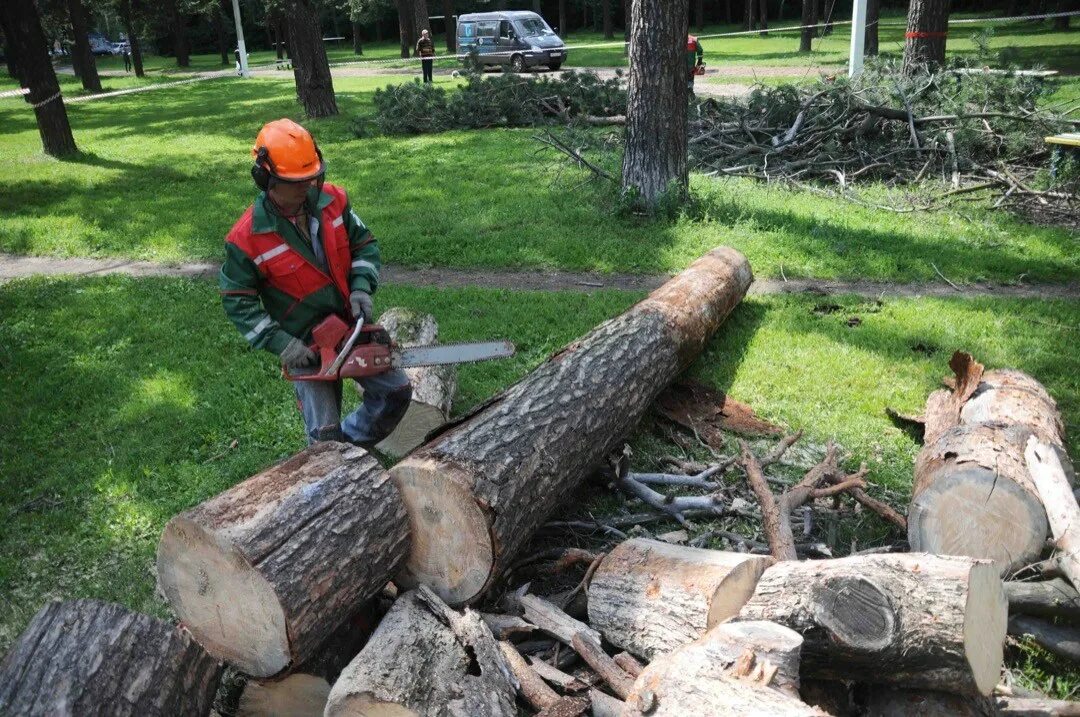 распили дерево и увидели там. распили дерево и увидели там. рубит дерево. спил дерева. электропилы для спила деревьев.