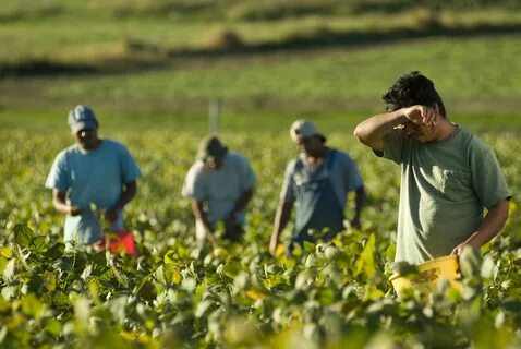 Farm job