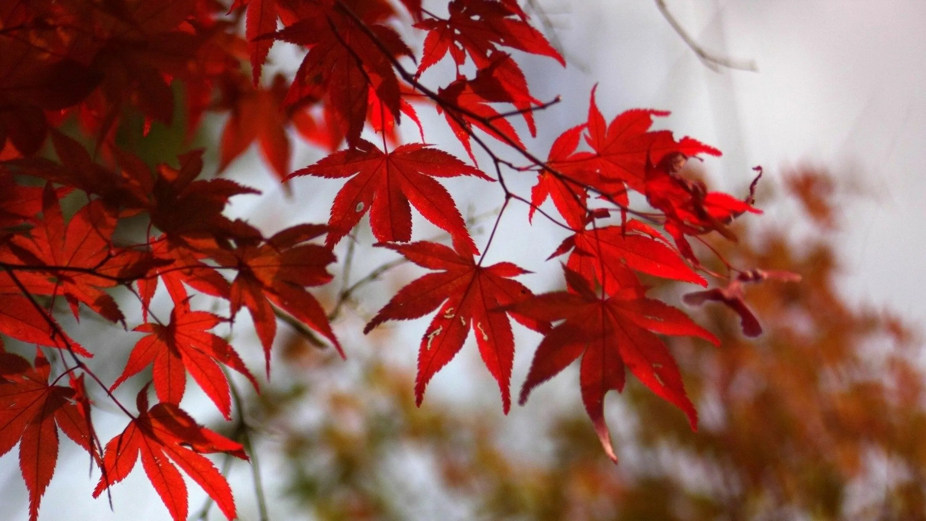 Багряной веткой. Багряный клен дерево. Красные осенние листья. Красный лист. Клен с красными листьями.