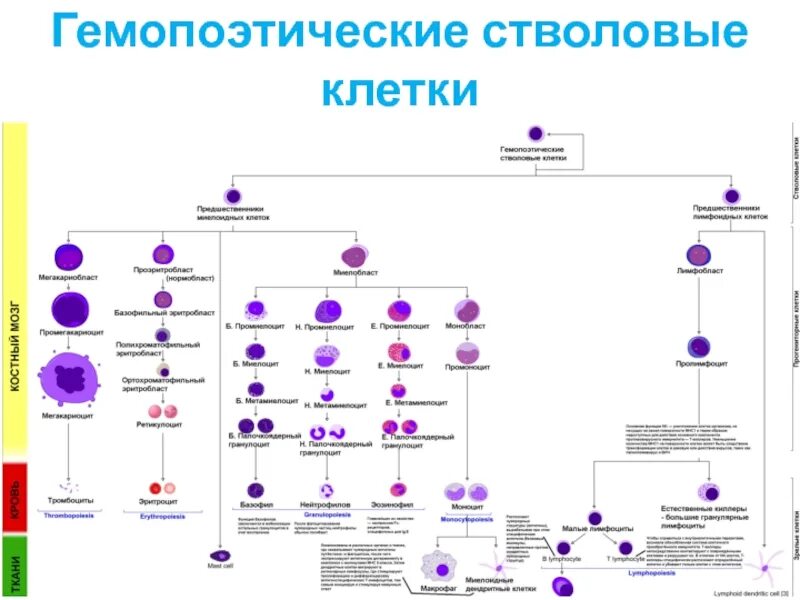 Обеспечивает кроветворение. Схема кроветворения стволовая клетка. Схема кроветворения гистология. Дифференцировка клеток гемопоэза крови. Схема постэмбрионального гемопоэза.