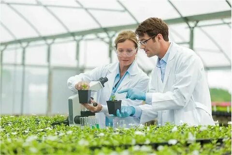 Почему ученые ботаники выводят новые сорта культурных