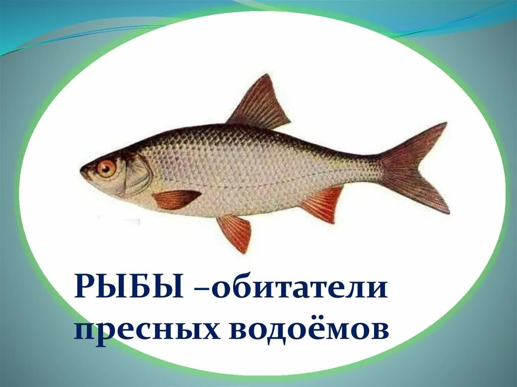 Рыбы пресных и соленых водоемов 1 класс. Рыбы пресных водоемов. Пресные рыбы. Обитатели пресных водоемов. Пресный водоем и его обитатели.