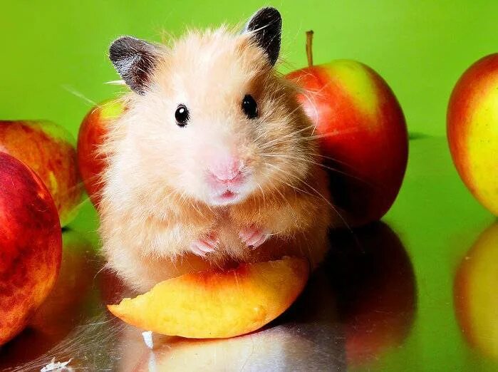 Мандариновый джунгарский хомяк. Тарелка «хомяк». Хомяк и печенька. Киви хомячок. Фрукты для хомяка.