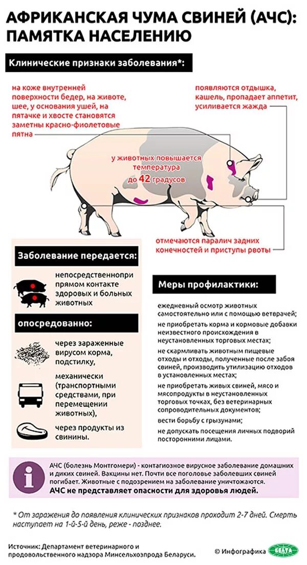 Африканская чума свиней патанатомия. Африка чума свиней симптомы. Памятка по ачс животных для населения. Африканская чума у поросят. Африканская чума свиней вирус.