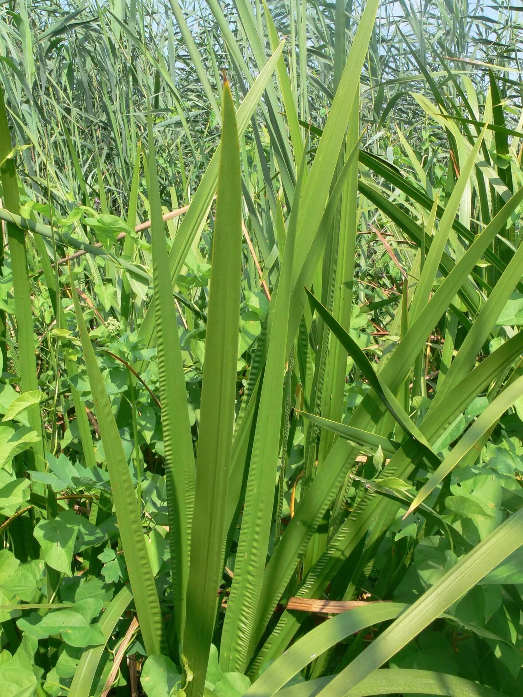 Аир болотный цена. АИР болотный (Acorus Calamus). АИР обыкновенный - Acorus Calamus. АИР обыкновенный (Acorus Calamus l.). Растение АИР болотный (ирный корень).