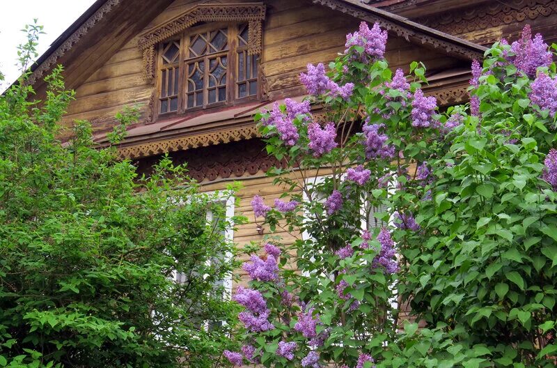 Цветет у нашего крылечка. Деревенский дом с кустом сирени. Сирень у крыльца. Кусты сирени возле дома в деревне. Сирень возле крыльца.