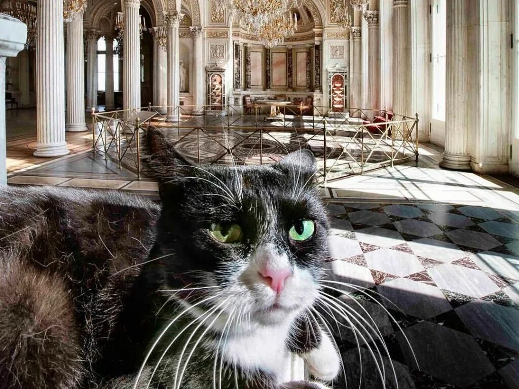 Эрмитаж коты. Эрмитаж коты день эрмитажного кота. зимний дворец санкт-петербург коты. эрмитажные коты музея.