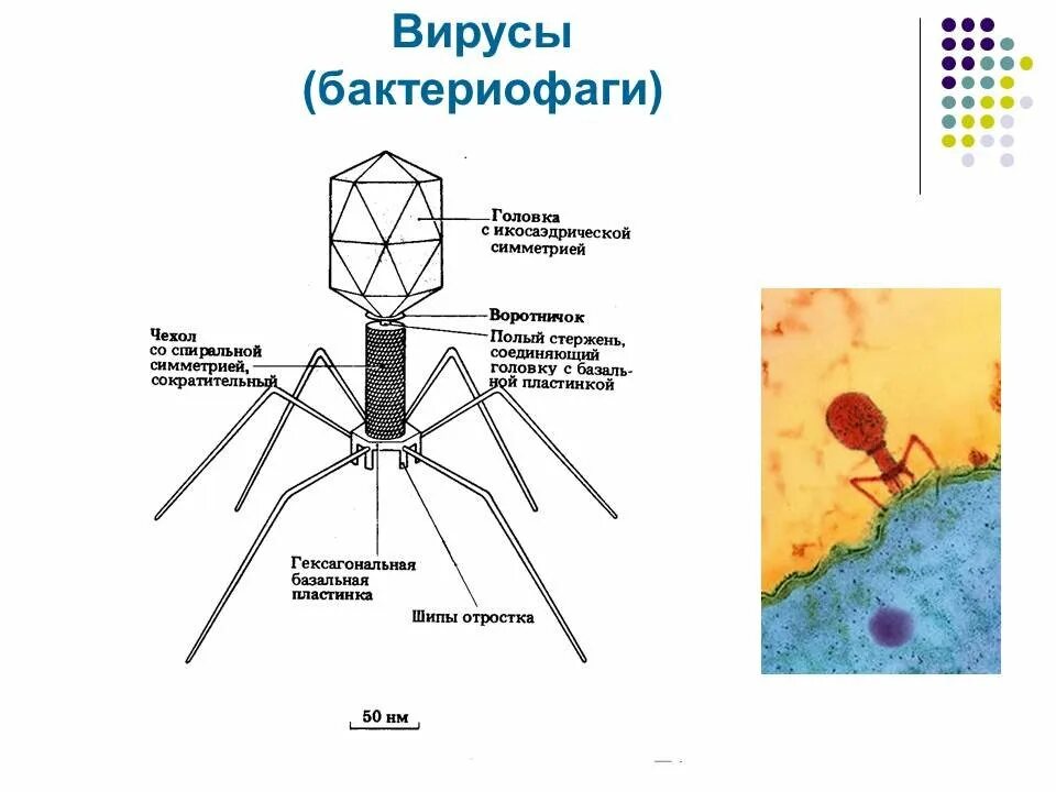 Зарисуйте строение бактериофага. Строение бактериофага микробиология. вирус бактериофаг 5 класс биология. структура бактериофага микробиология. бактериофаг функции структур.