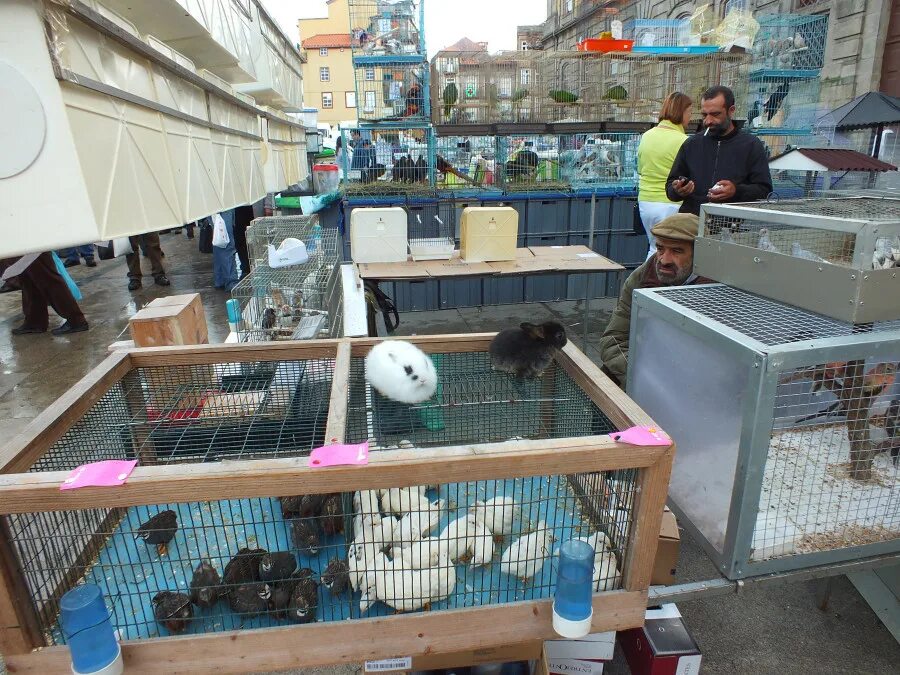 Работа птичьего рынка в екатеринбурге