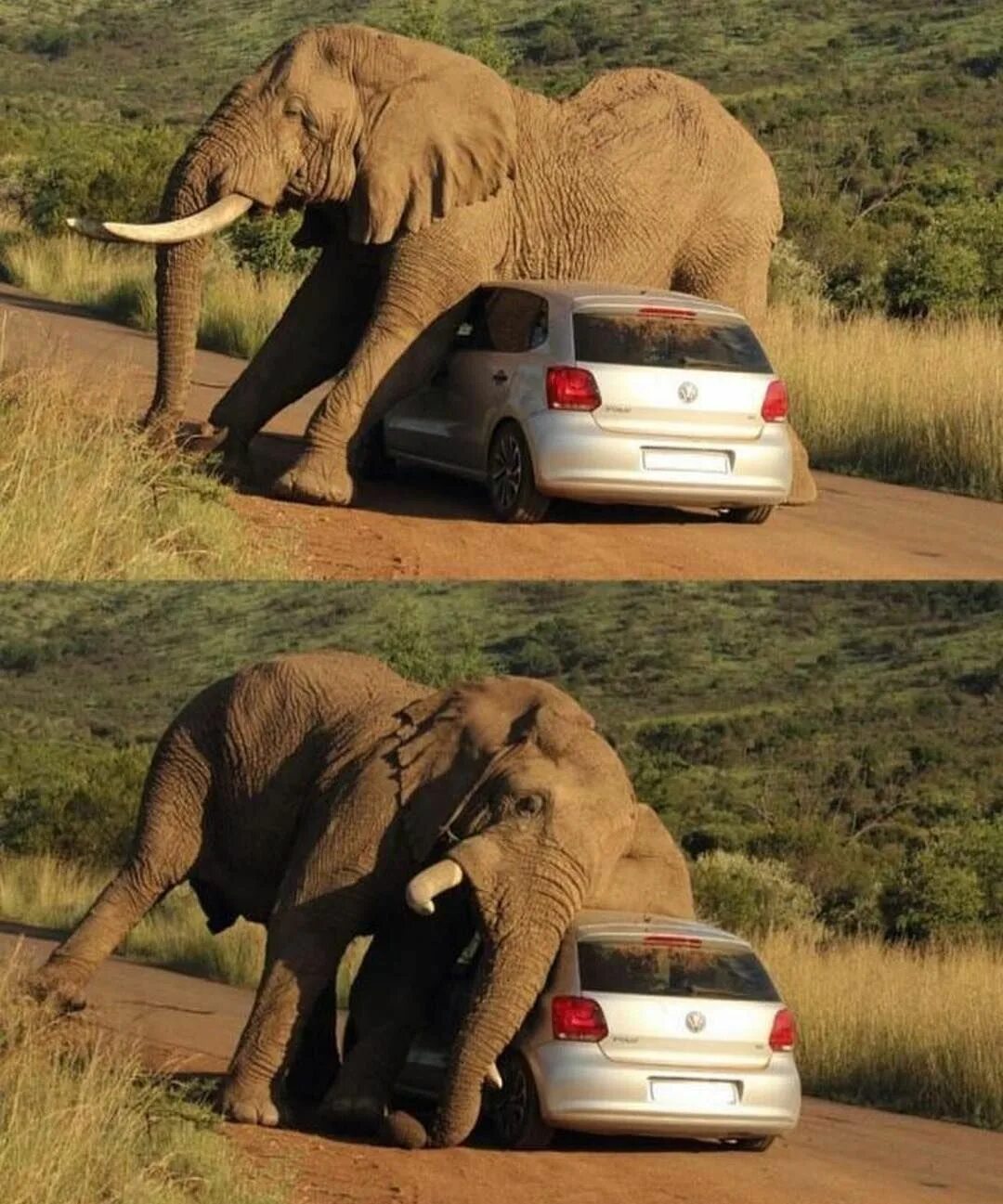 Смешные слоны. Животные в брачный период. Слон прикол. Машина слон. Elephant car