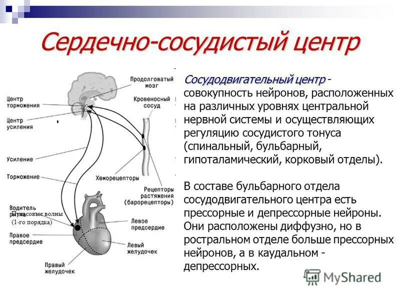 Центры управления сердечно сосудистой дыхательной и пищеварительной