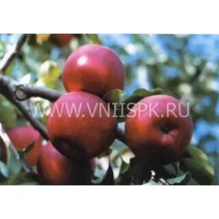 Яблоня предложения