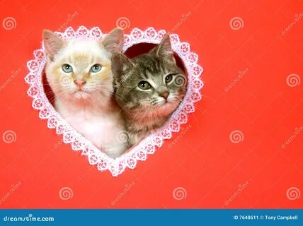 Валентинки с кошками