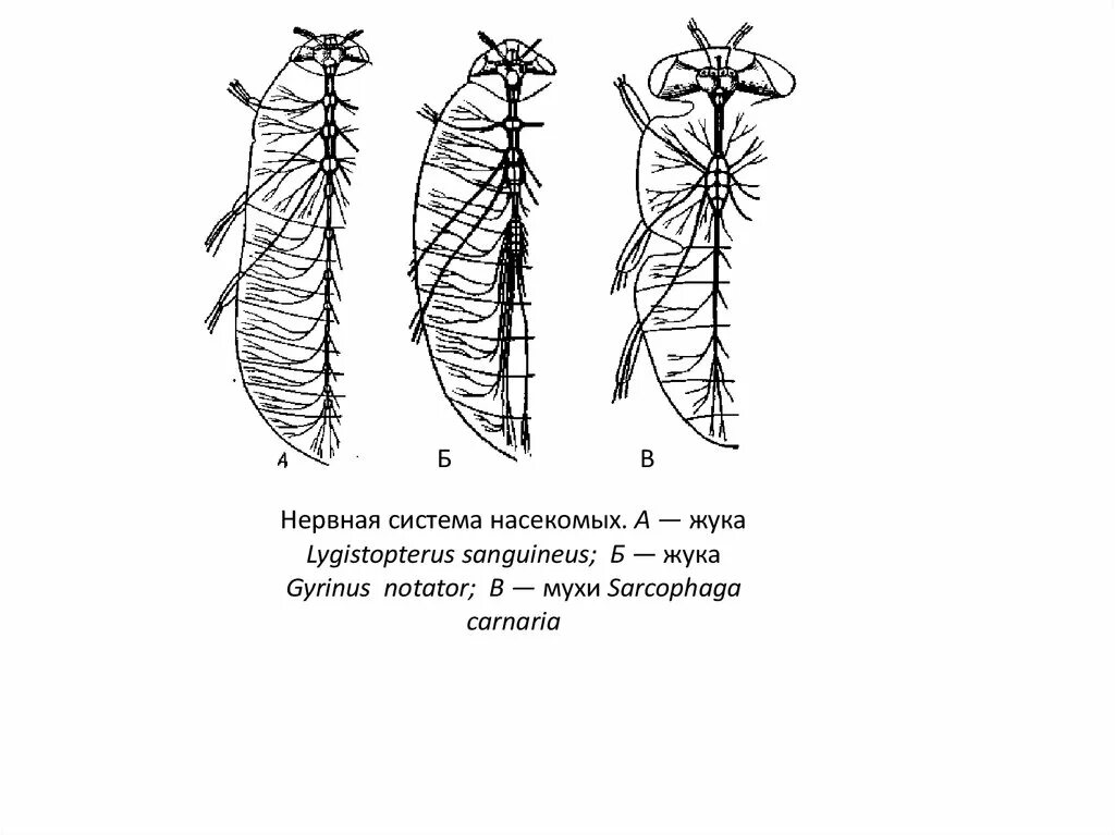 Тип нервной системы майского жука. Нервная система насекомых схема. схема строения узловой нервной системы насекомого. нервная система жуков. нервная система жука.