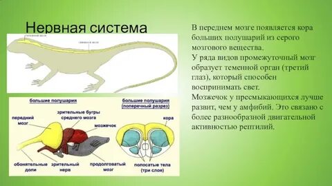 Какая нервная система у пресмыкающихся