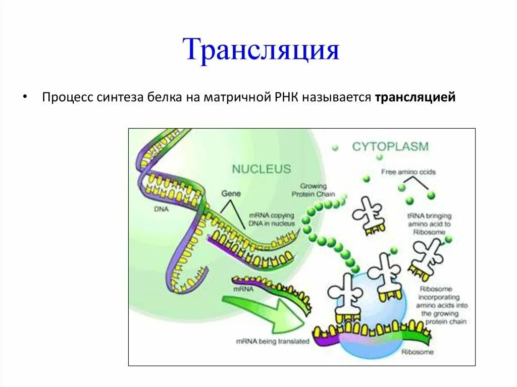 Схема биосинтеза белка транскрипция и трансляция. Схема транскрипции синтеза белка. Биосинтез белка репликация транскрипция трансляция. Процессы трансляции биосинтеза белка. Происходят реакции матричного синтеза