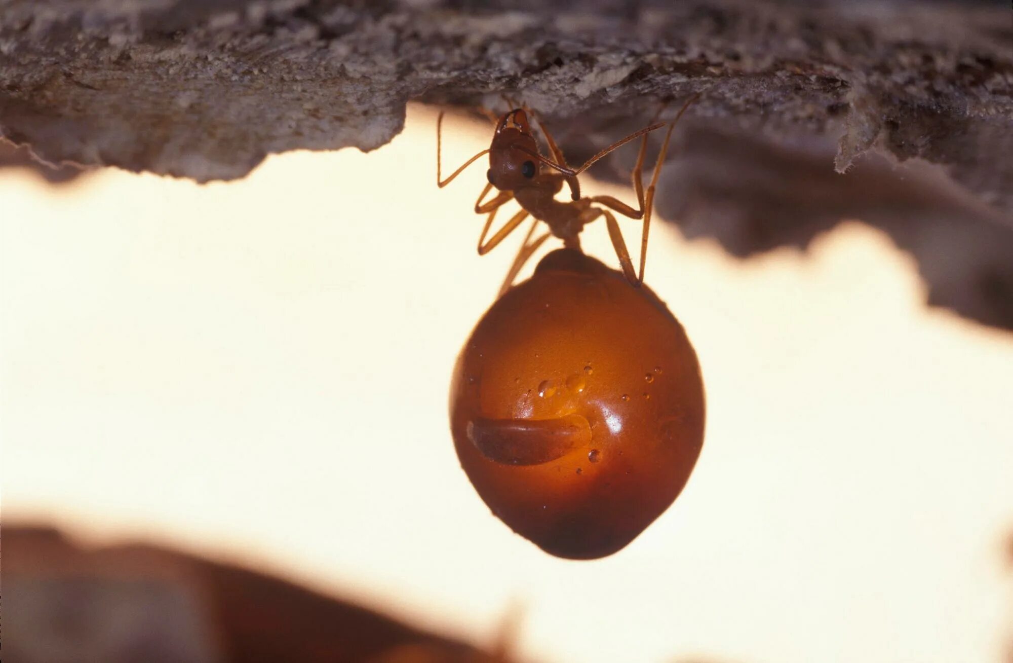 Muravi. Муравьи Myrmecocystus mexicanus. Муравей медовая бочка. Медоносные муравьи. Муравьи медовые бочки.