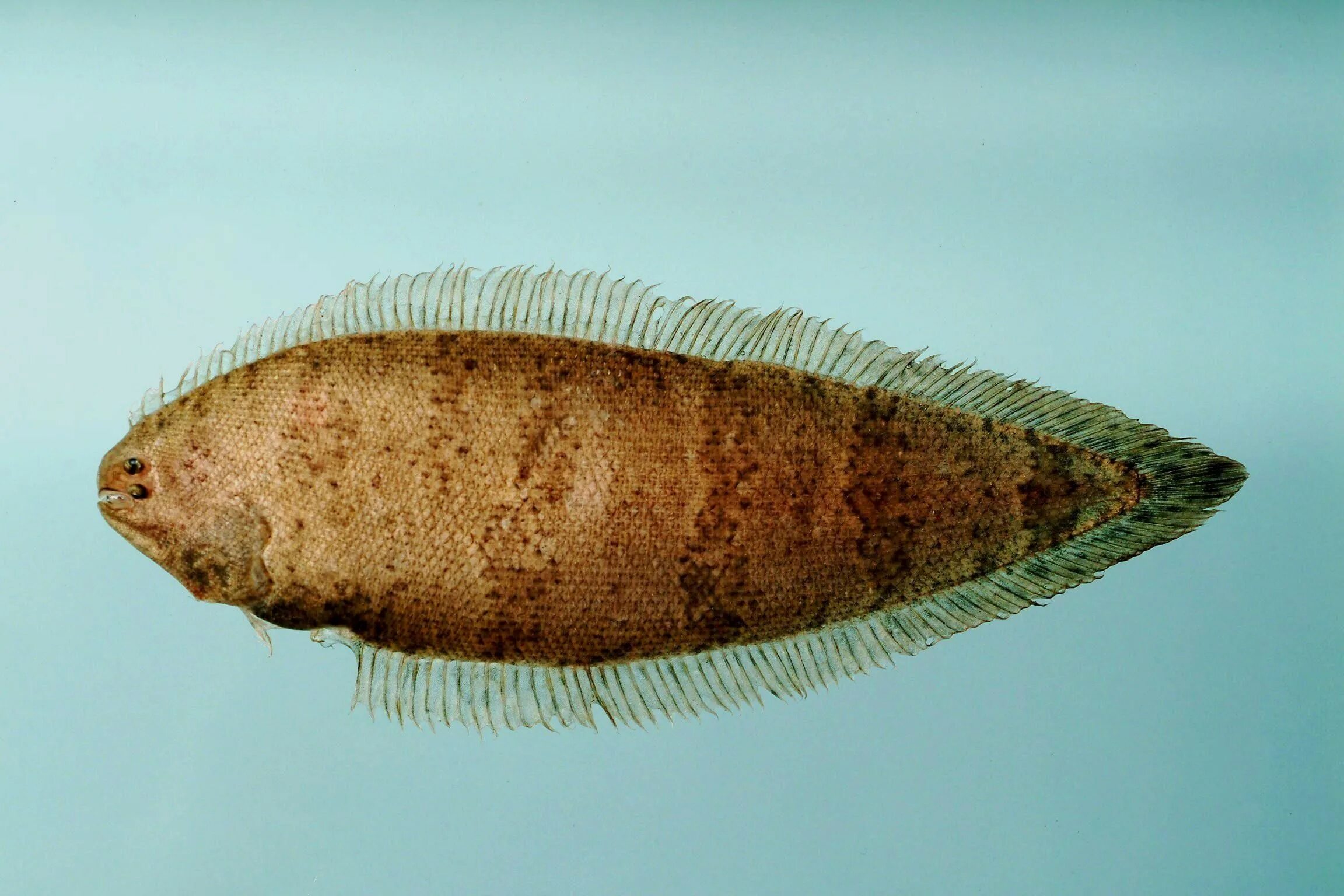 Европейская солея пангасиус. Европейская солея европейский морской язык. Морской язык. Морской язык как называется по другому. Европейская солея пангасиус.