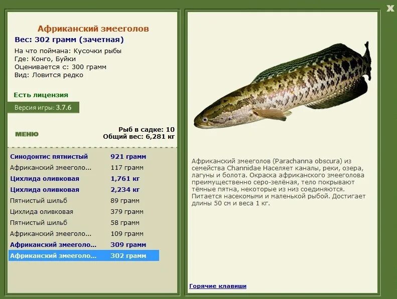 вес может достигать. севрюга вес. максимальный размер арась. карась размеры и вес. налим размеры.