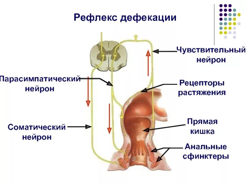 Центры регуляции мочеиспускания расположены в. Рефлекторная дуга рефлекса дефекации схема. рефлекторная дуга акта дефекации физиология. рефлекторная дуга акта дефекации 5-6 звеньев. рефлекторную дугу регуляции акта дефекации.