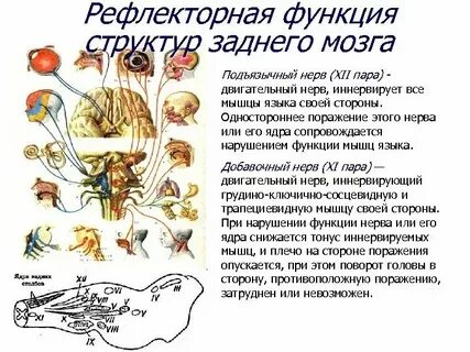 Проводниковая функция характерна для отдела головного мозга