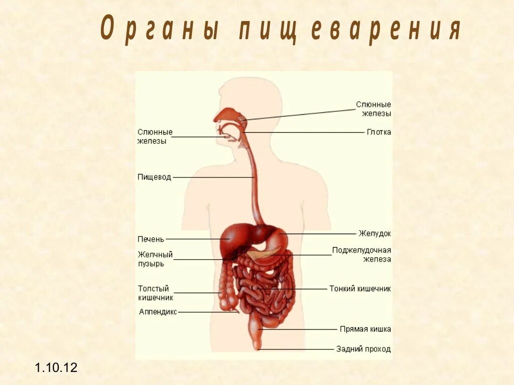 Как работает наш организм презентация 3 класс. Пищеварительная система выделение. Пищеварительная система без подписей. Как работает наш организм 2 класс. Пищеварительная система человека в полный рост без подписей.