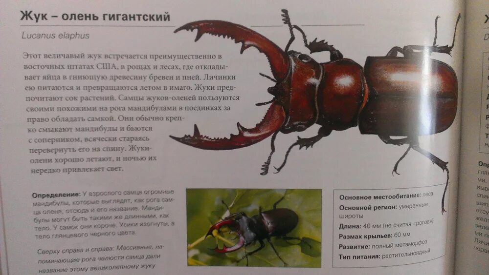 Жуки Европы Шлейер А. купить с доставкой по выгодным ценам в интернет-магазине
