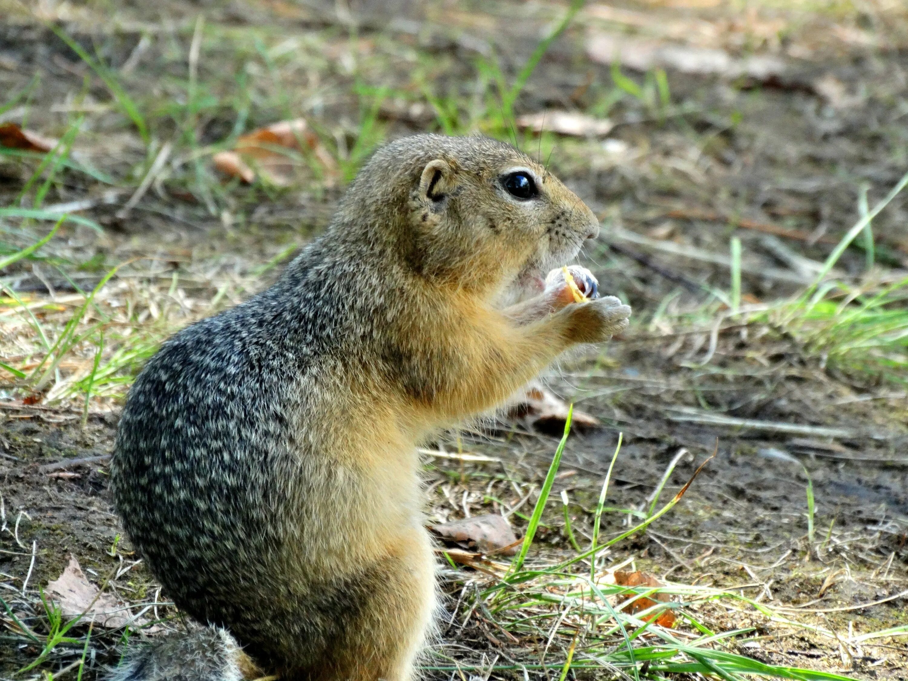 Сурок-байбак. Как называется суслик. Сурок степной, байбак (marmota bobak). Как называется суслик. Как называется суслик.