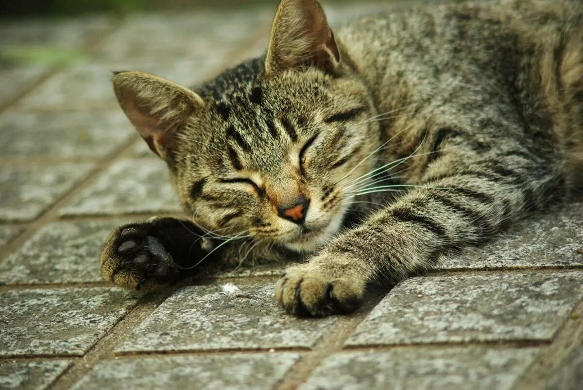Кошка кошачий. Полосатые коты. Серый полосатый кот. Серые полосатые коты. Кошка лежит.