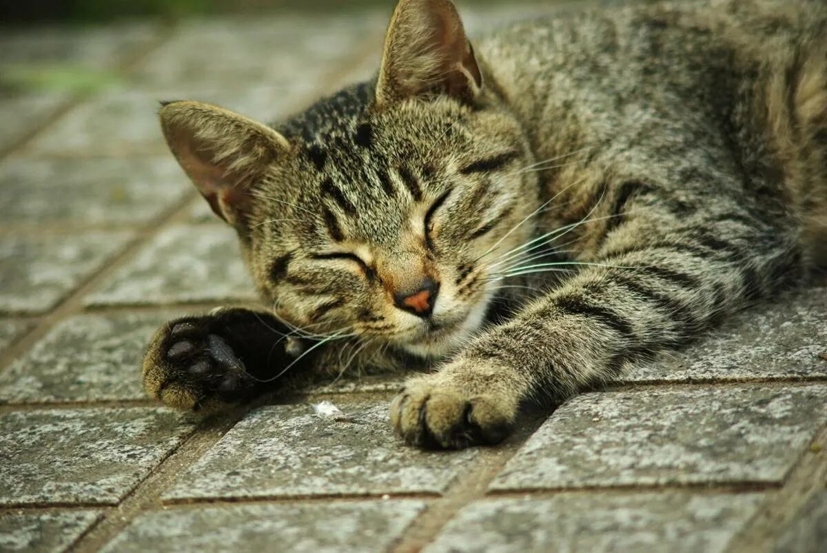Кот лежит. Полосатые коты. серый полосатый кот. серые полосатые коты. кошка лежит.