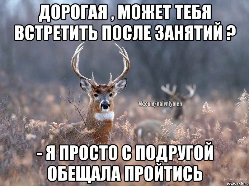 Что обозначает олень