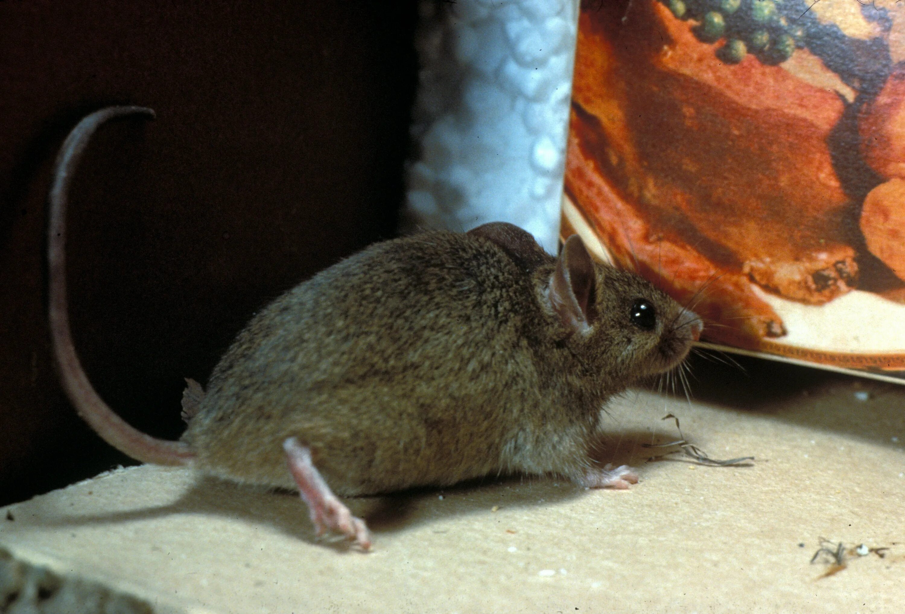 Musculus мышь. Mus musculus домовая мышь. домовая мышь mus musculus желтобрюхая. крыса домовая. лабораторная мышь (mus musculus).