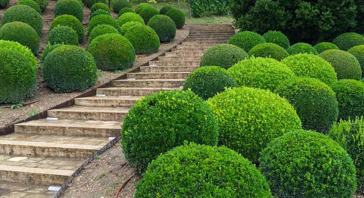 Buxus sempervirens изгородь. Самшит садовый. Самшит садовый. Бирючина самшитовидная. Самшит садовый.