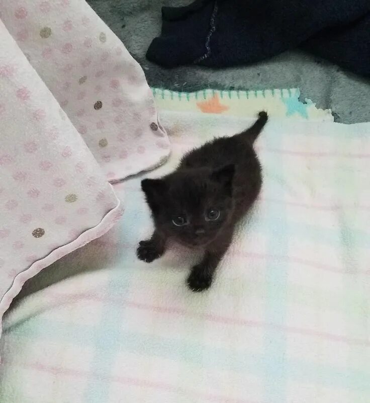 Маленький котенок. Котята в корзинке. Включи где маленький котенок. Видео маленьких котят для детей. Красивые котята.