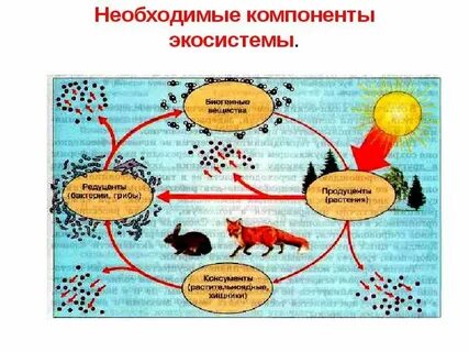 Разработал модель экосистемы