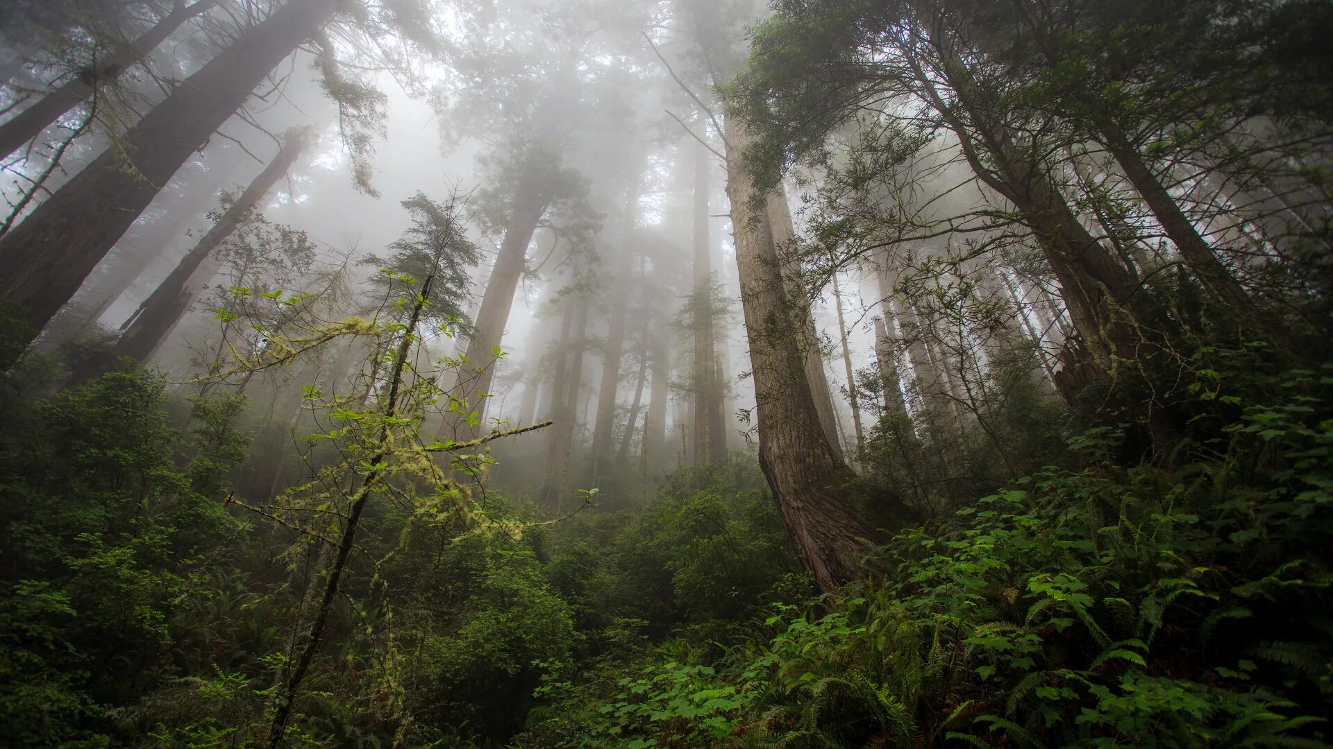 Невероятный лес. Редвуд национальный парк туман. Дождливый лес. Туманный лес. Лес в тумане.