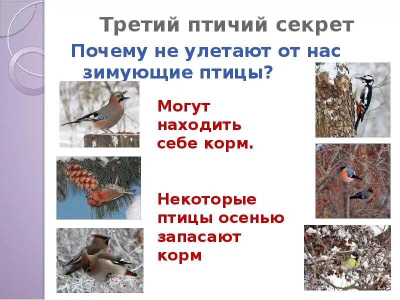 Какое значение имеет поведение птиц осенью. Презентация птицы для дошкольников. какие зимующие птицы осенью запасают корм. перелётные птицы и зимующие птицы. птицы зимой презентация для дошкольников.
