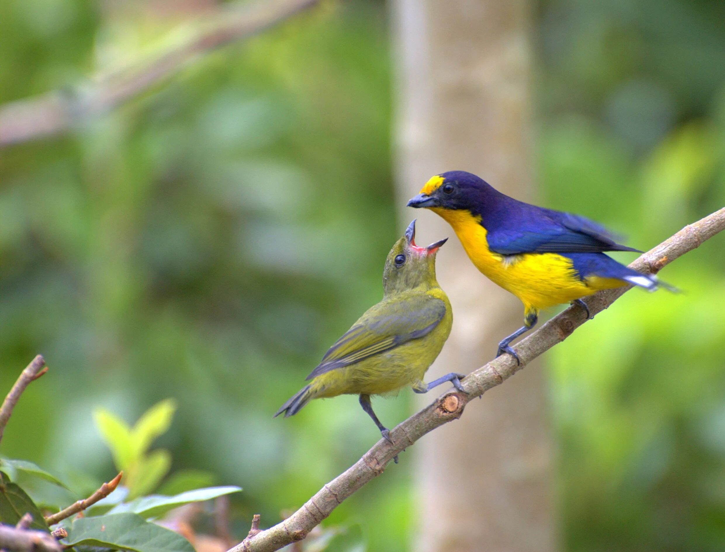 Эуфония птица. Фиолетовая эуфония. Венценосная эуфония (spot-crowned Euphonia, Euphonia imitans) эндемик Коста-Рики. Tanagra violacea