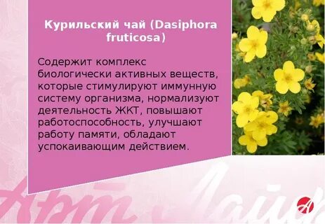 Курильский свойства