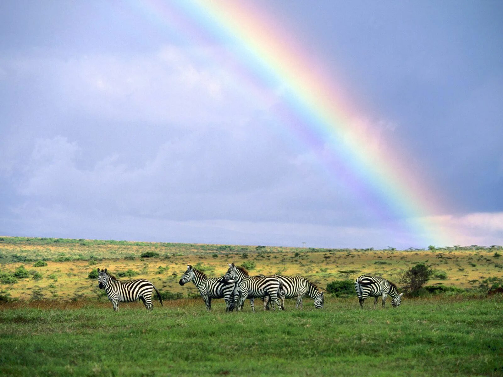 Rainbow animals