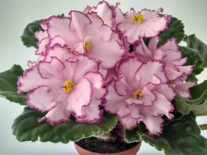 Фиалки фото сорт ле