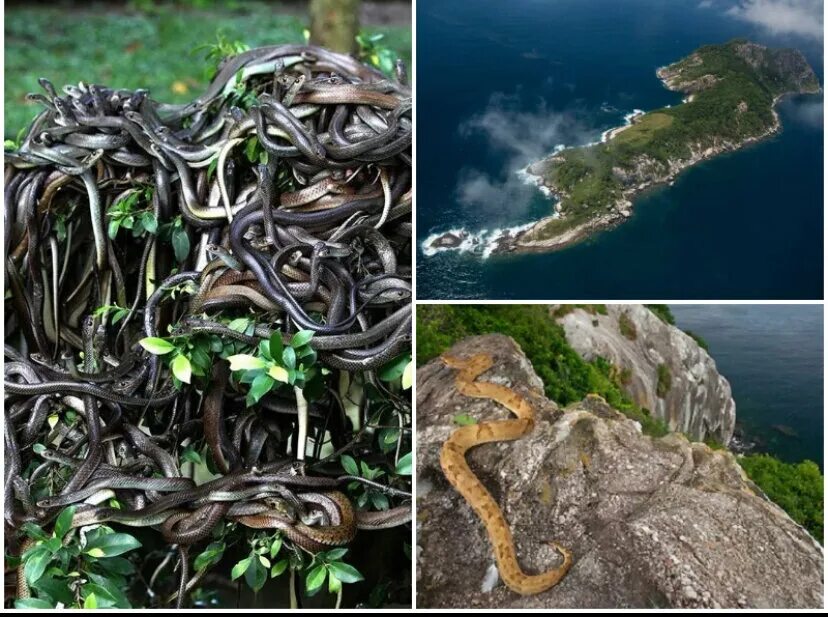 Острова змеиный где. Кеймада-Гранди остров. Кей мадогранди. Остров змей Кеймада-Гранди. Змеиный остров Кеймада-Гранди Бразилия.