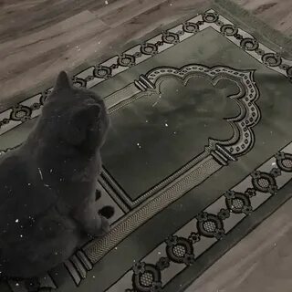 Котенок на ковре